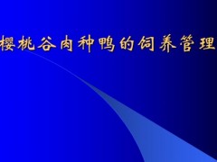 樱桃谷肉种鸭的饲养管理