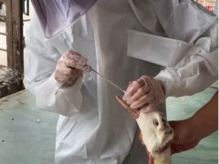 疫情之下给鸭鹅等小动物也得做核酸。。。